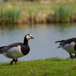 Barnacle Goose - Spring in the Netherlands