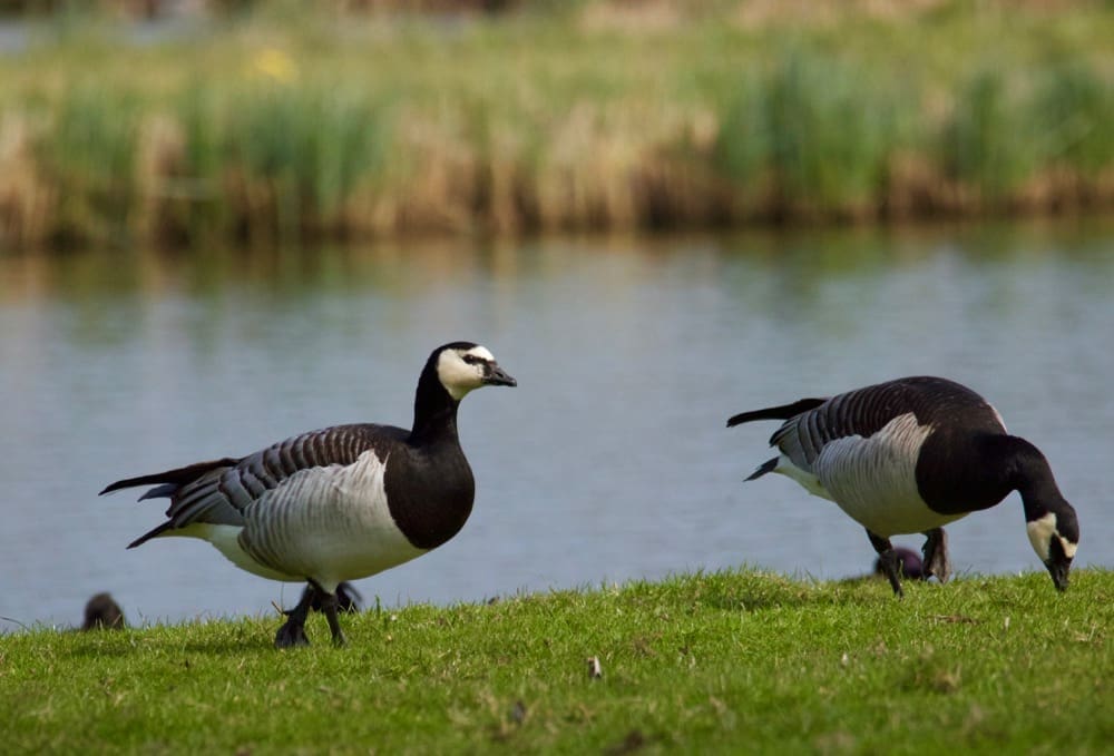 Spring comes to the Netherlands - Barnacle Goose