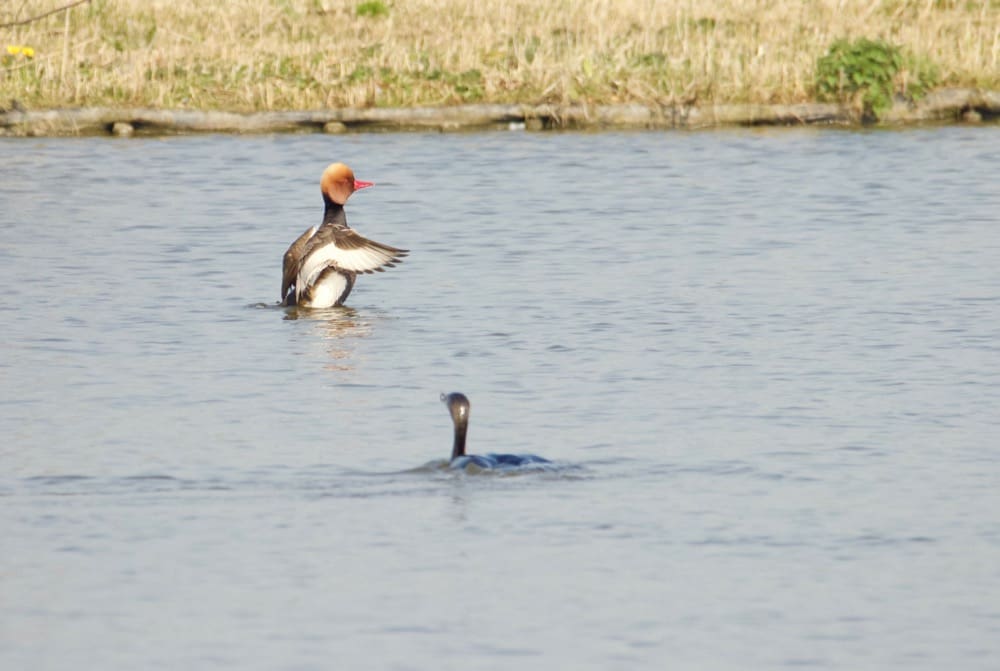 Spring comes to the Netherlands - Red-crested Pochard