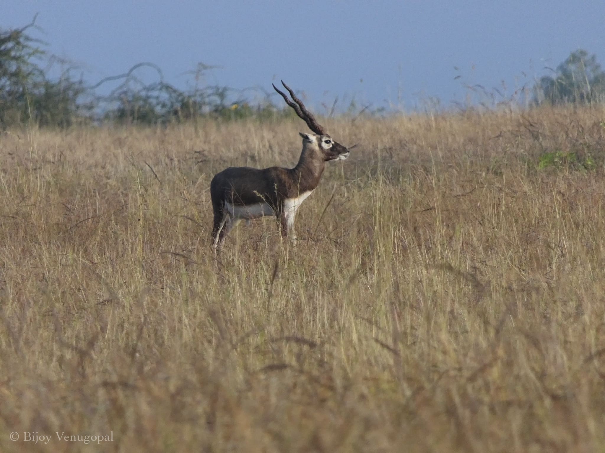 Blackbuck at Jayamangali 