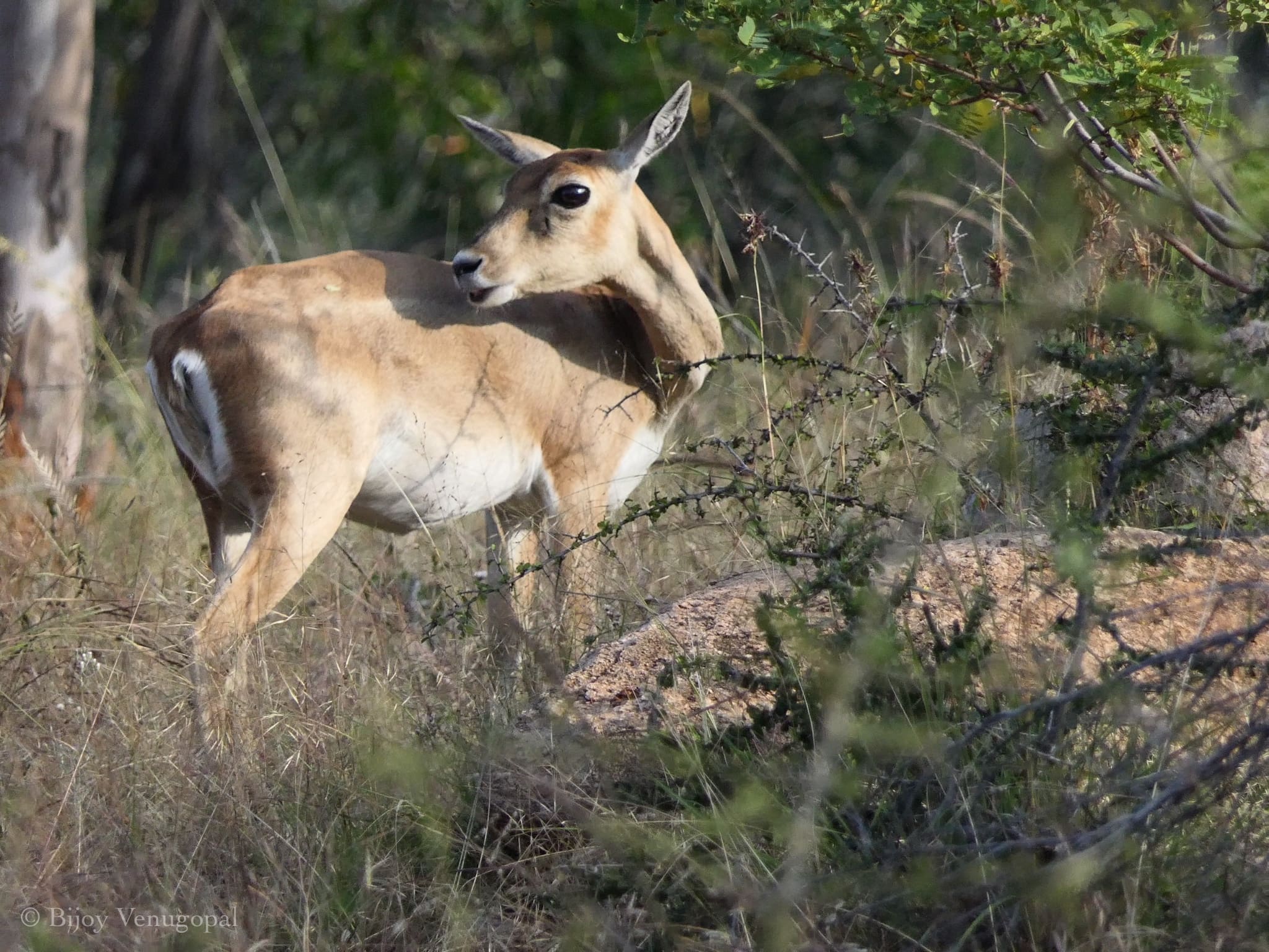 Blackbuck doe at Jayamangali 