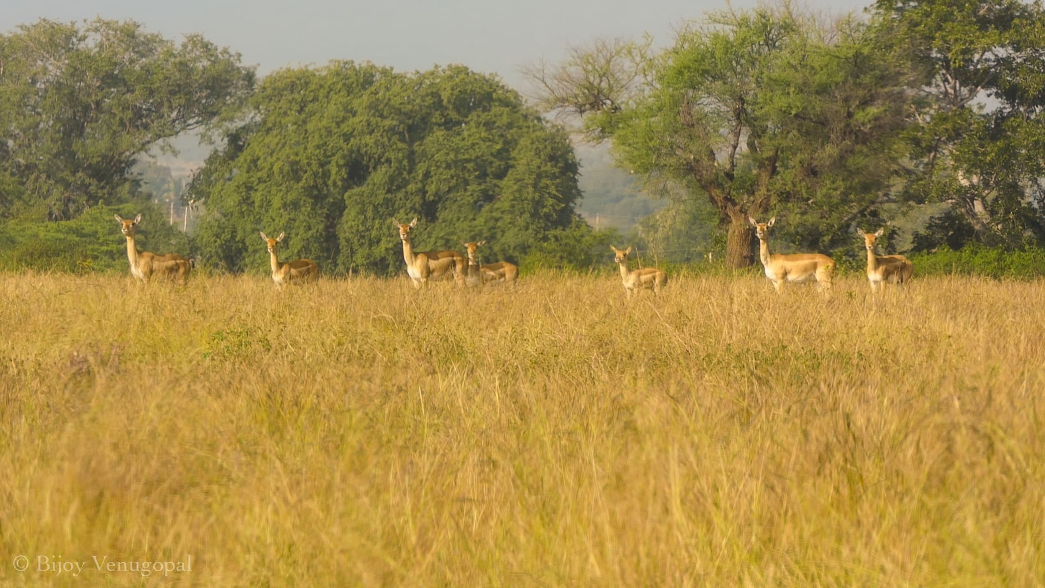 Blackbuck at Jayamangali 