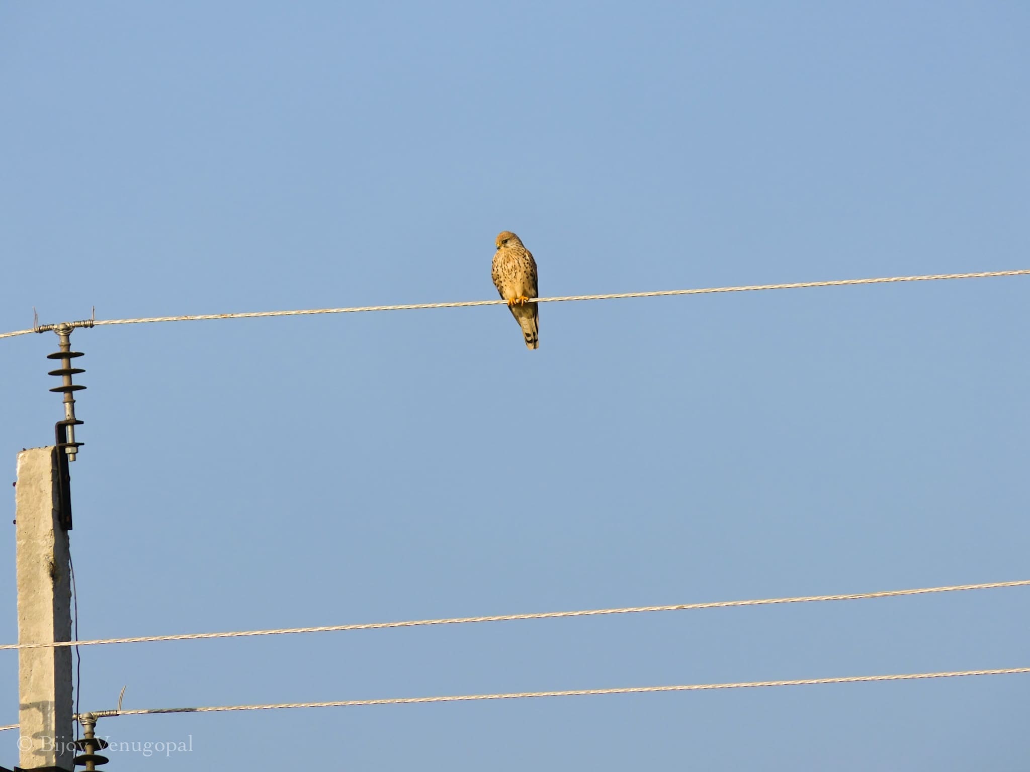 Kestrel at Jayamangali Blackbuck Conservation Reserve 