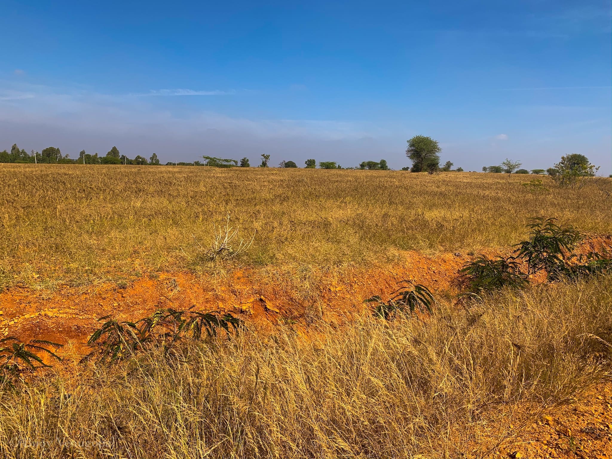 In blackbuck country at Jayamangali 