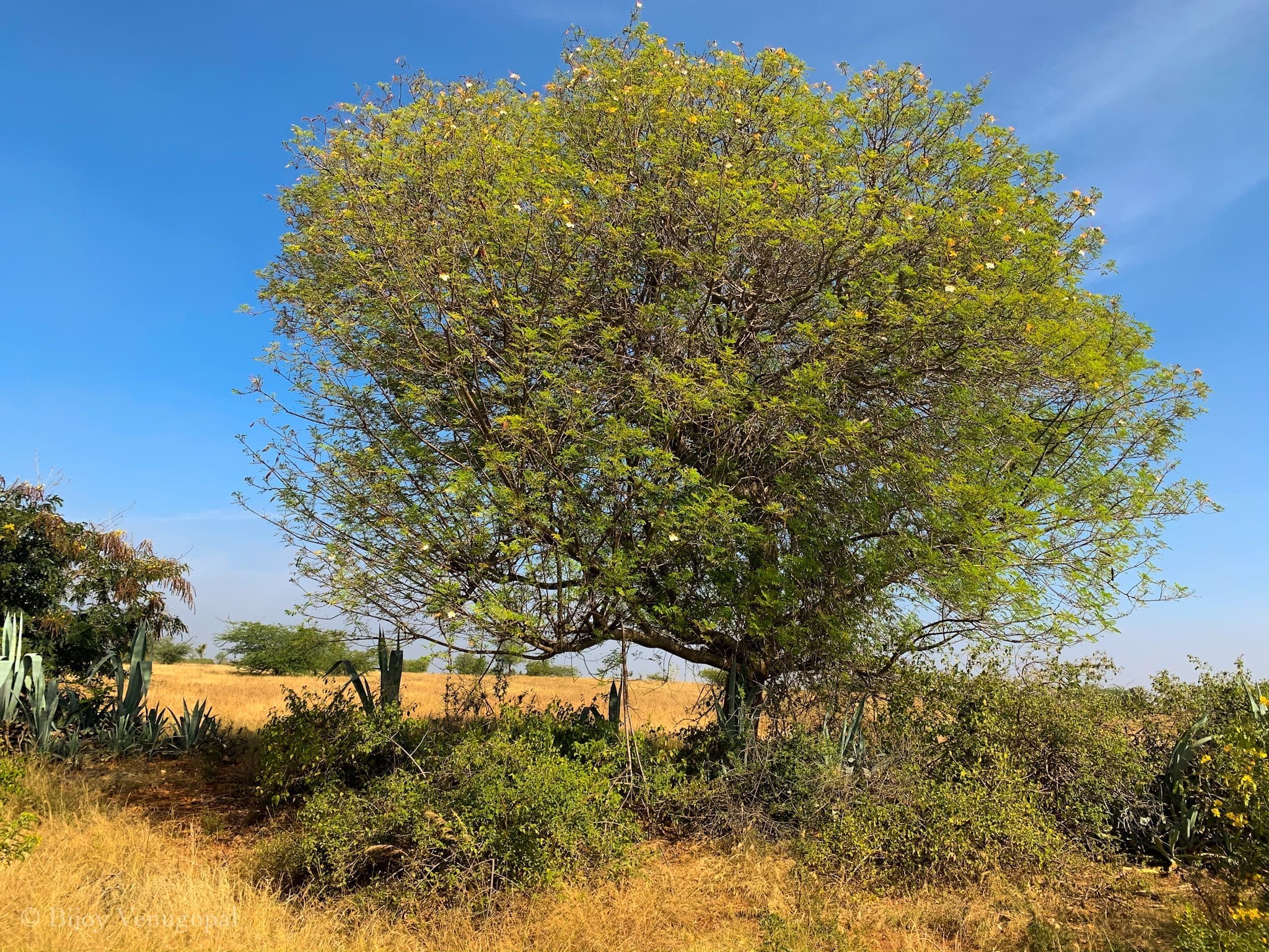 A beautiful flowering tree in blackbuck country 