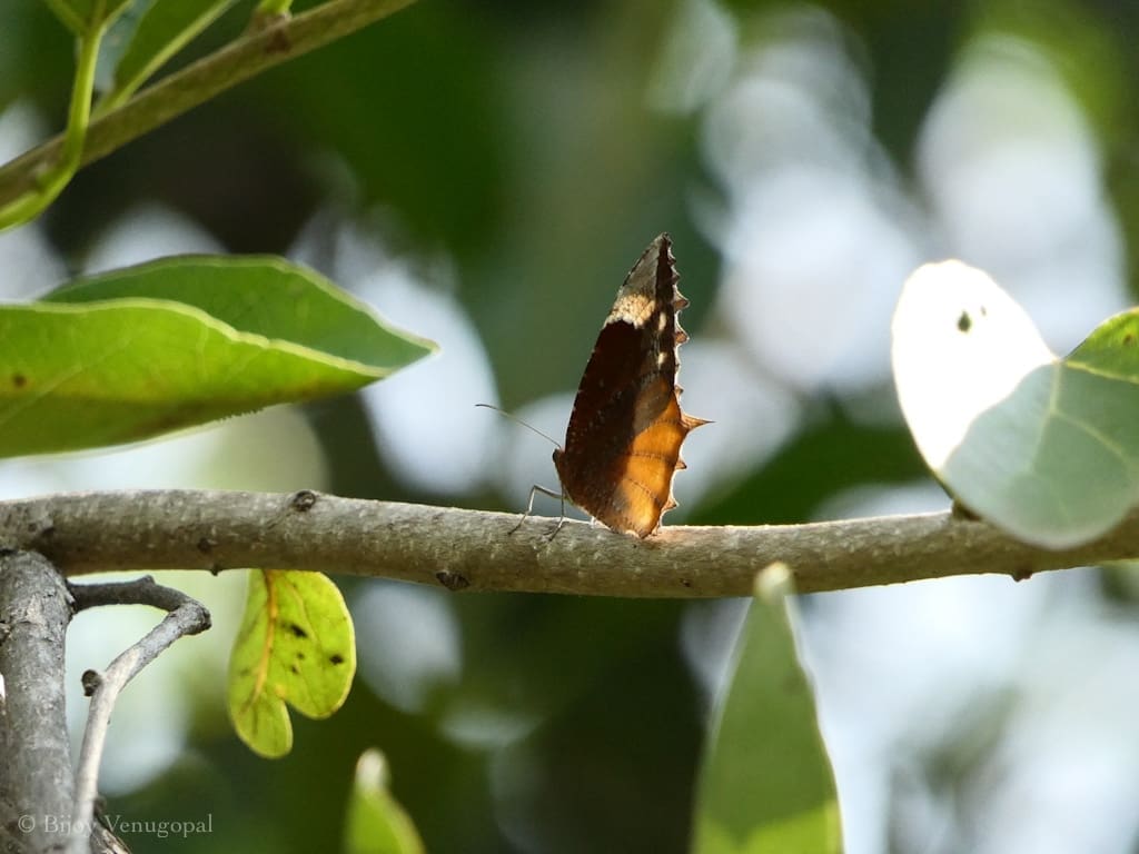 Butterflies