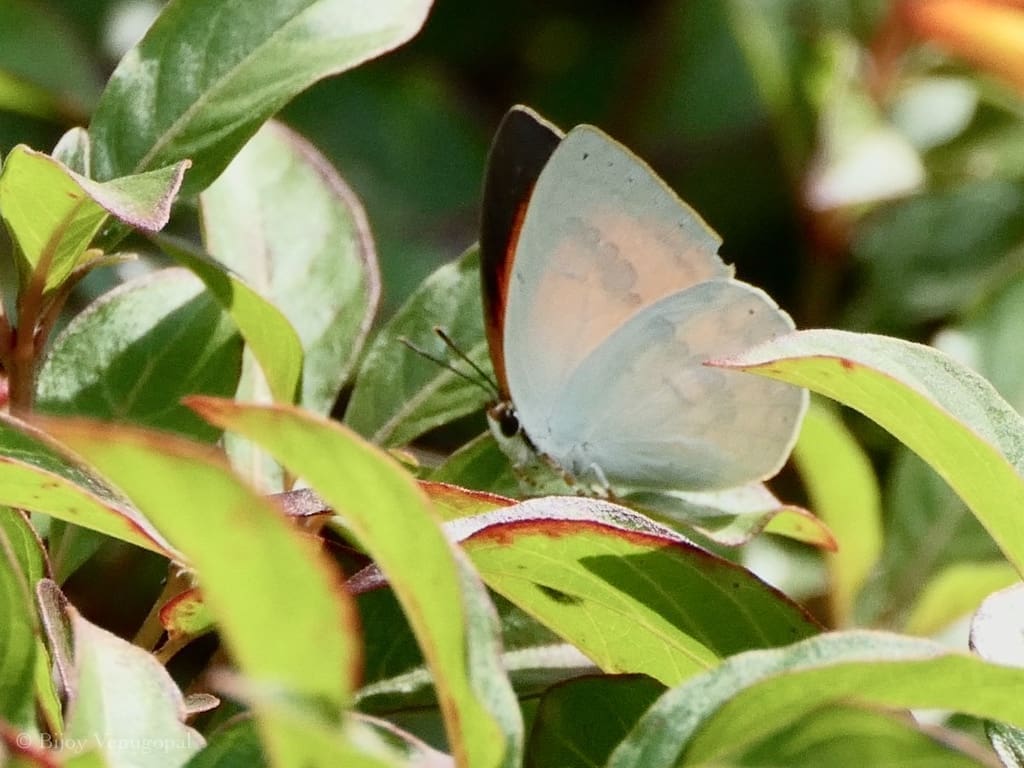 Butterflies - Indian Sunbeam