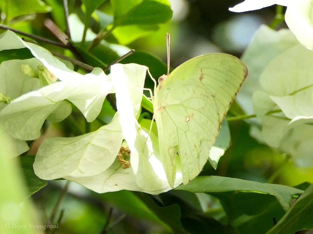 Butterflies 