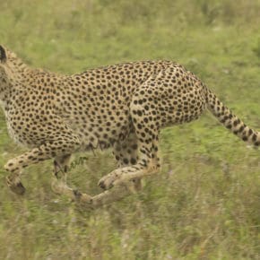 Cheetah - Serengeti savannah
