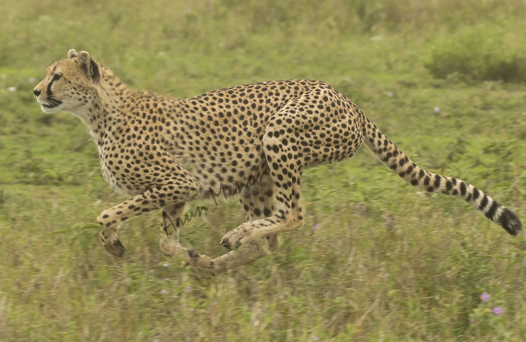 Cheetah - Serengeti savannah