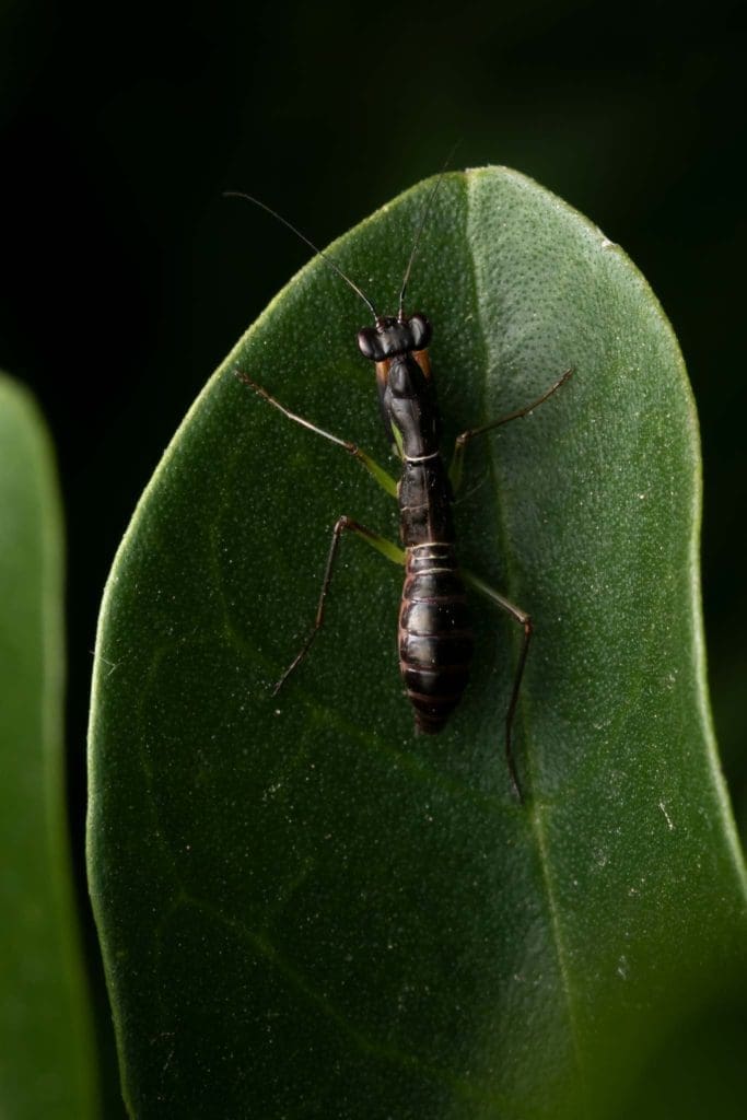 Macro photography ant-mimicking mantis