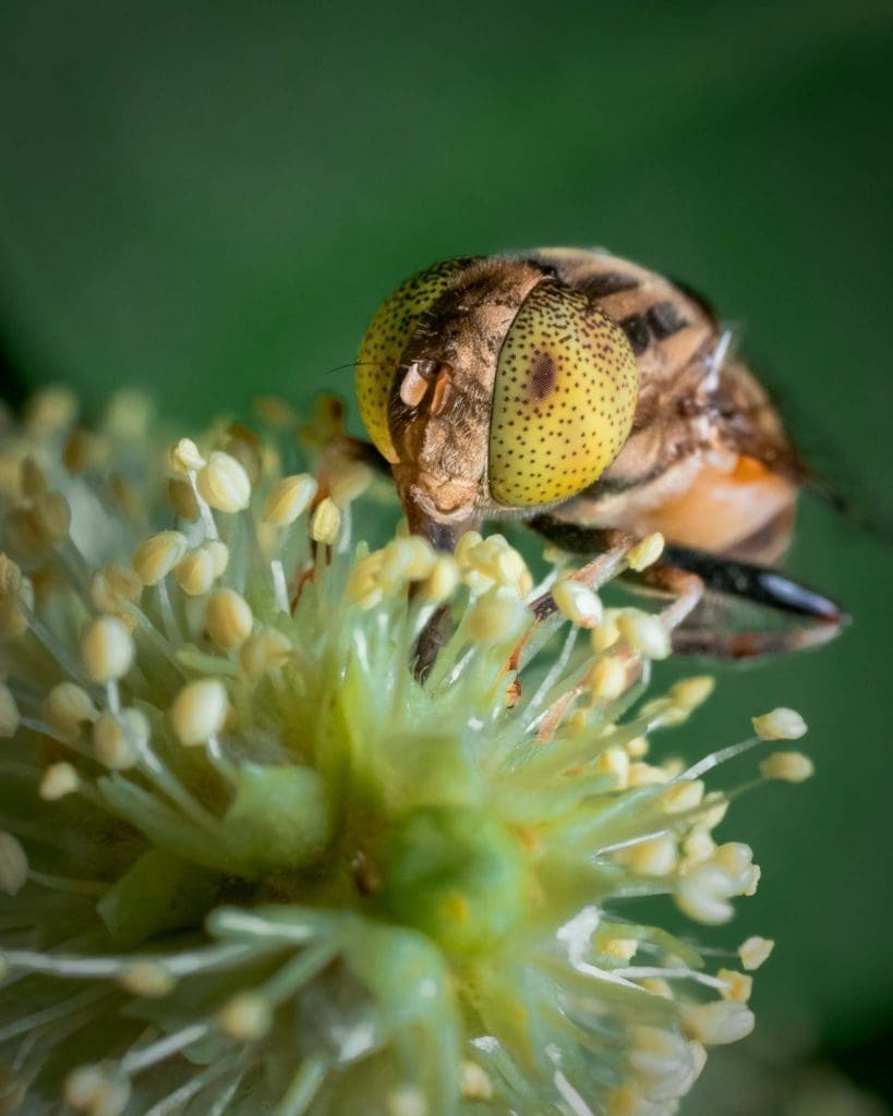 Macro photography Hoverfly