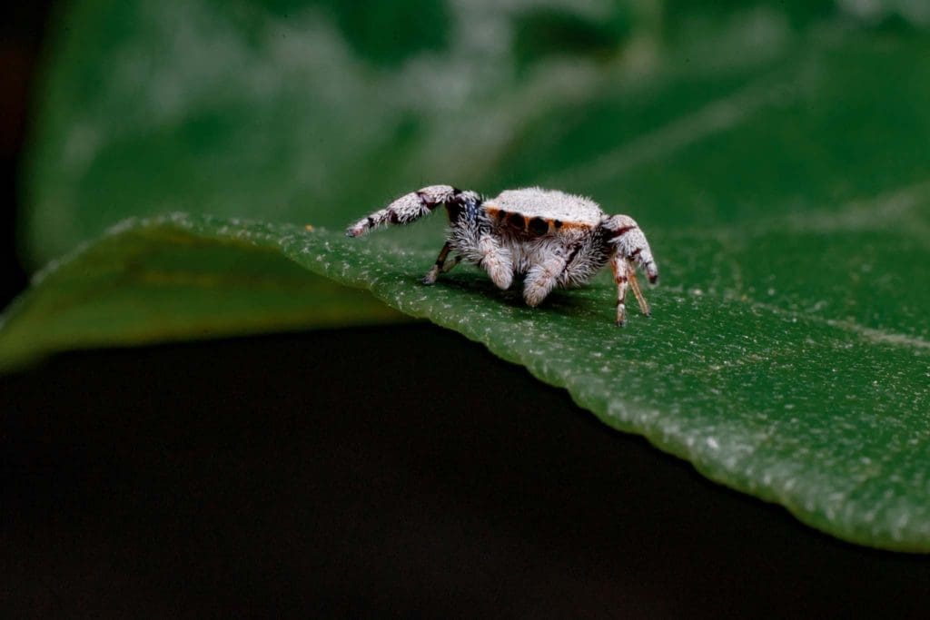 Macro jumping spider Rhene