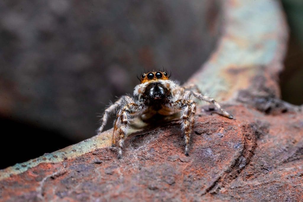 Macro photography Spiders Arachnids Bangalore