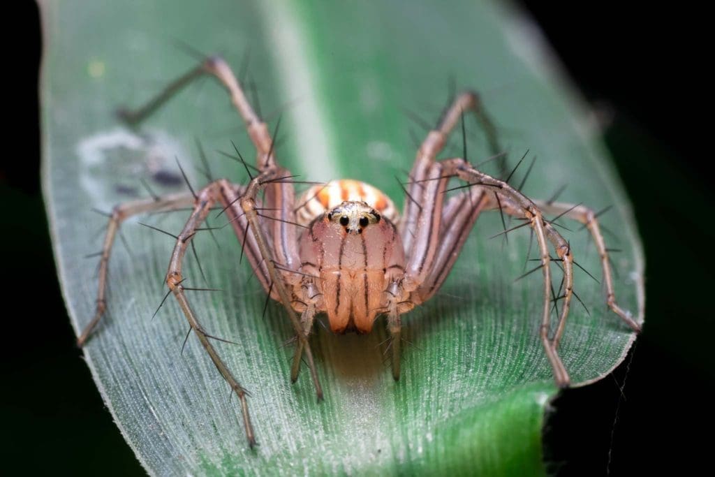 Macro photography Lynx Spider