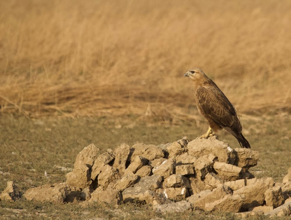 Long Legged Buzzard at Banni, Kutch