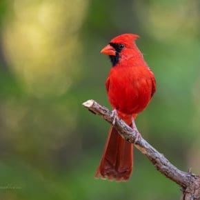 Northern Cardinal at the feeder
