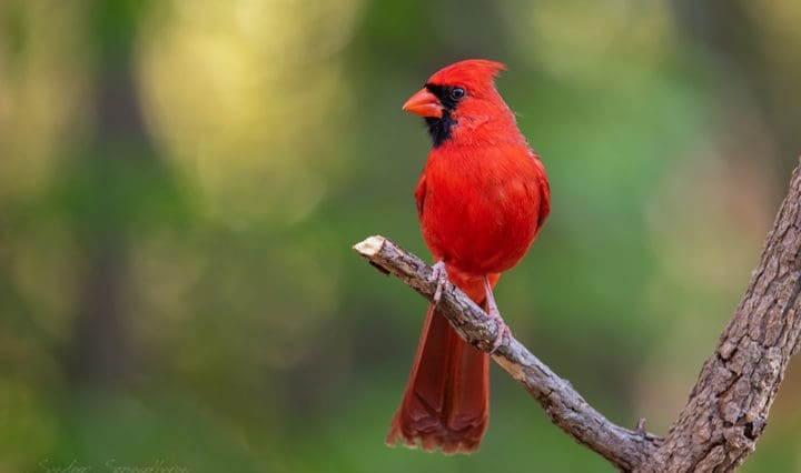 Northern Cardinal at the feeder