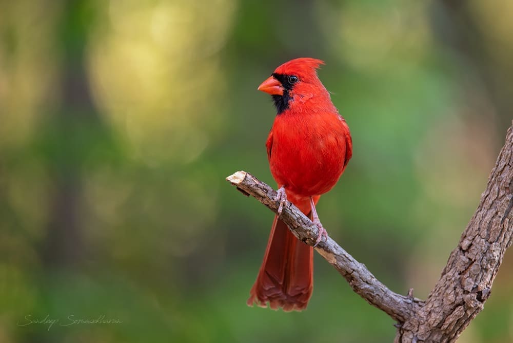 Northern Cardinal at the feeder