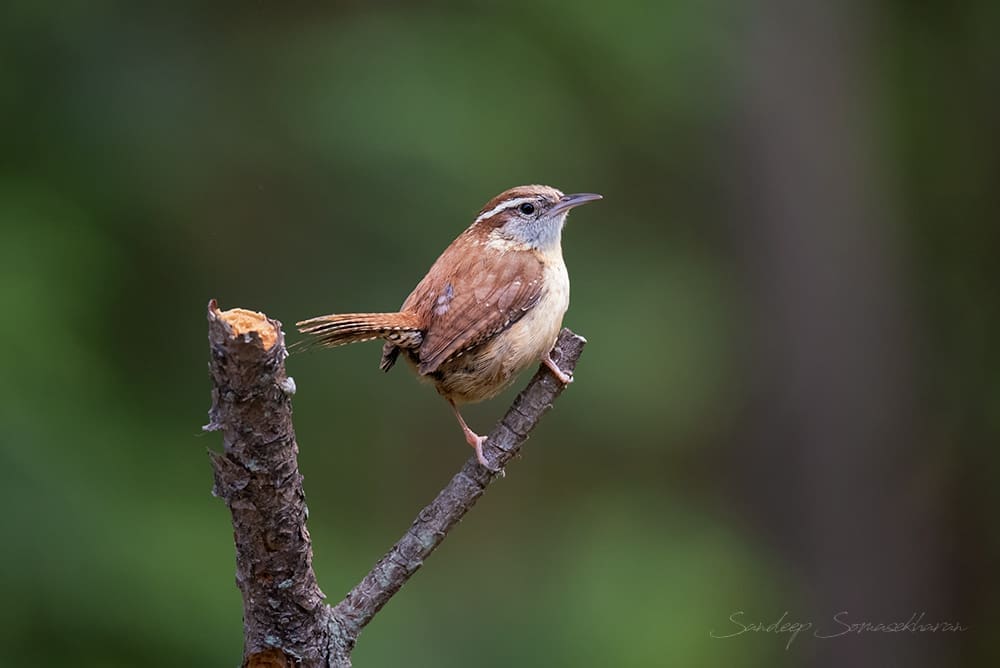 Carolina Wren