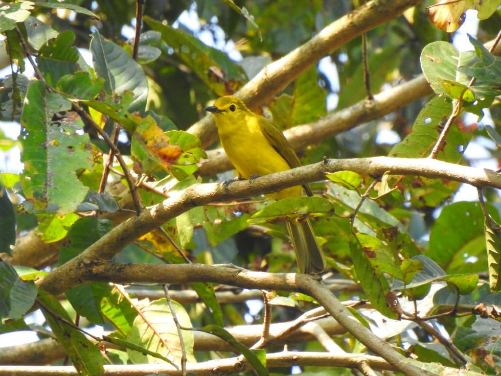 Yellow-browed Bulbul at Dandeli