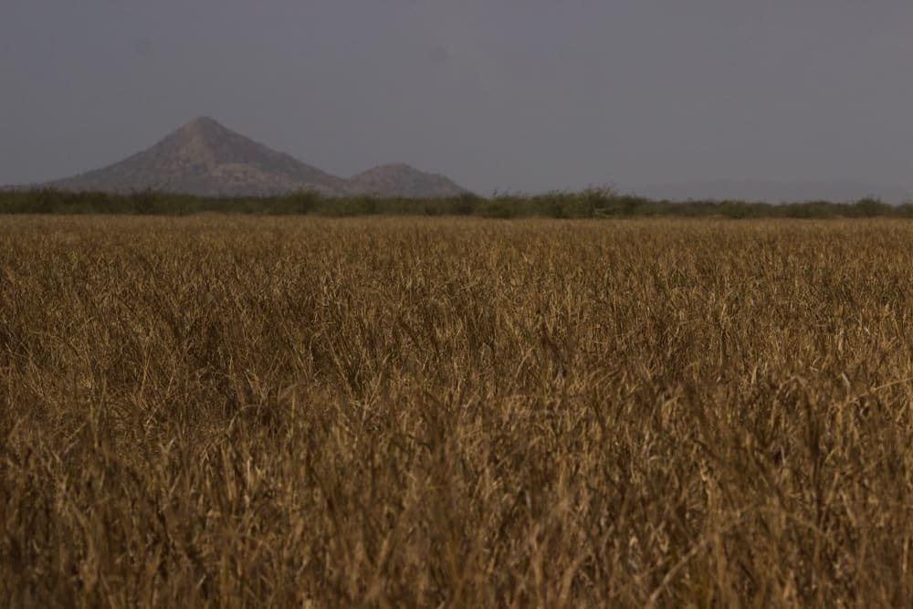 Kutch Banni Grasslands