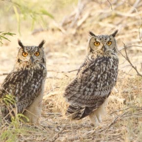 Indian Eagle Owl Banni Kutch