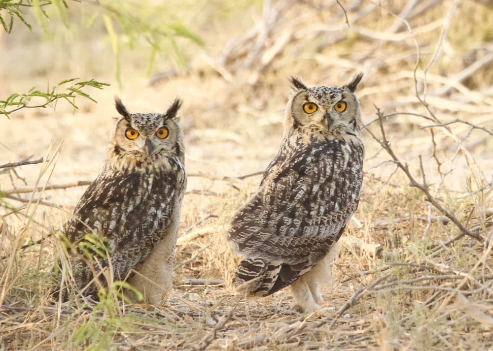 Indian Eagle Owl Banni Kutch