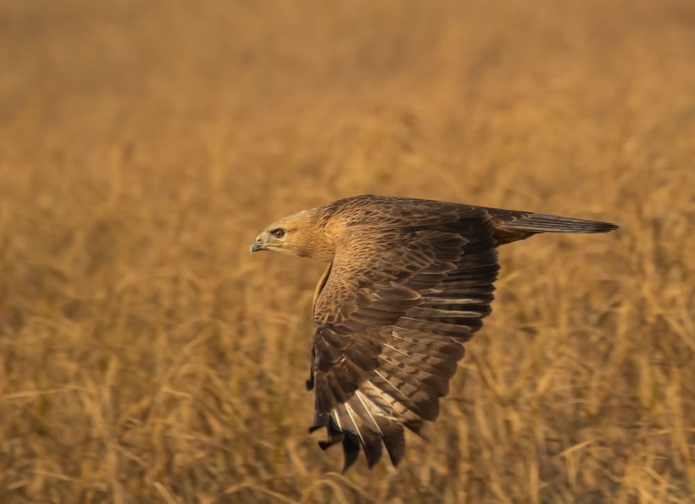 Long Legged Buzzard