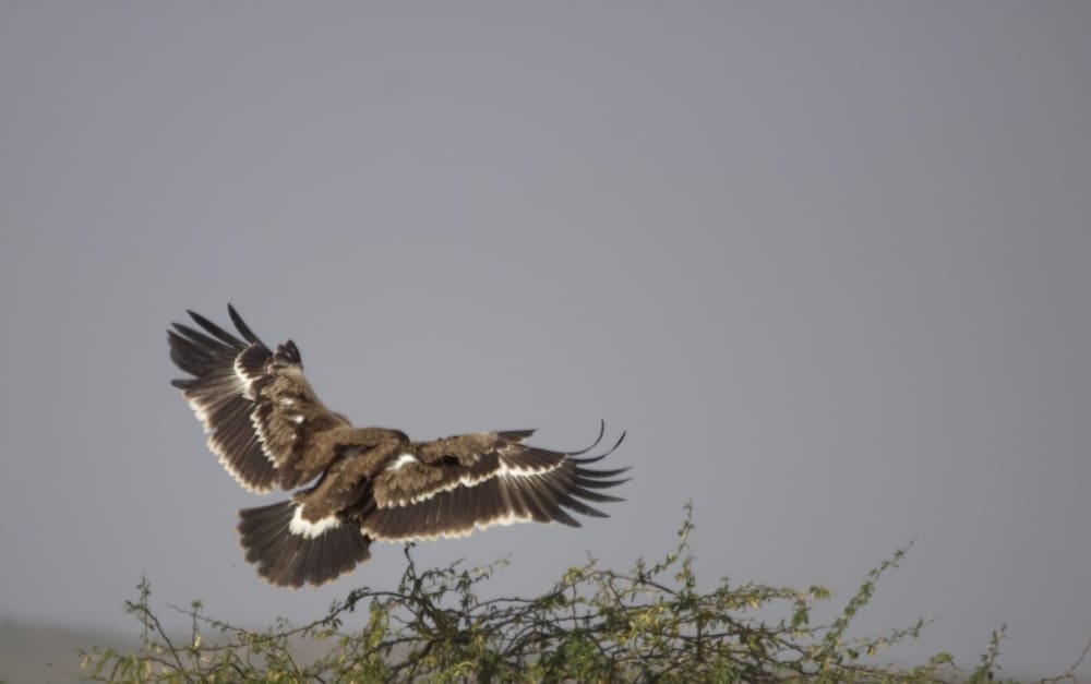 Steppe Eagle