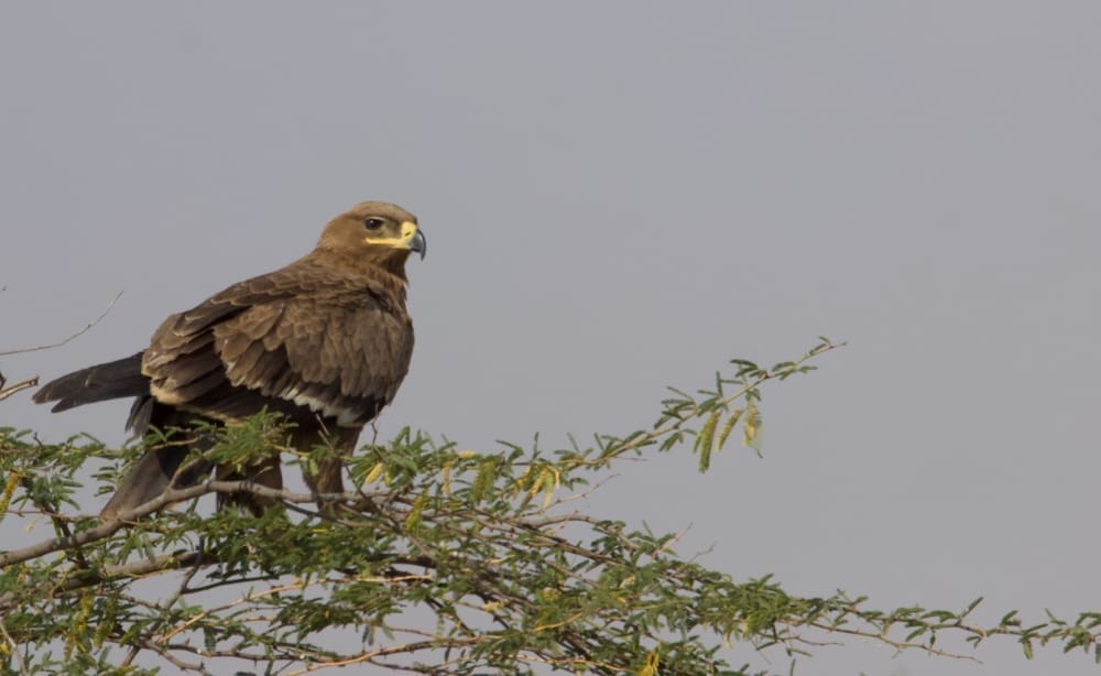 Steppe Eagle Kutch