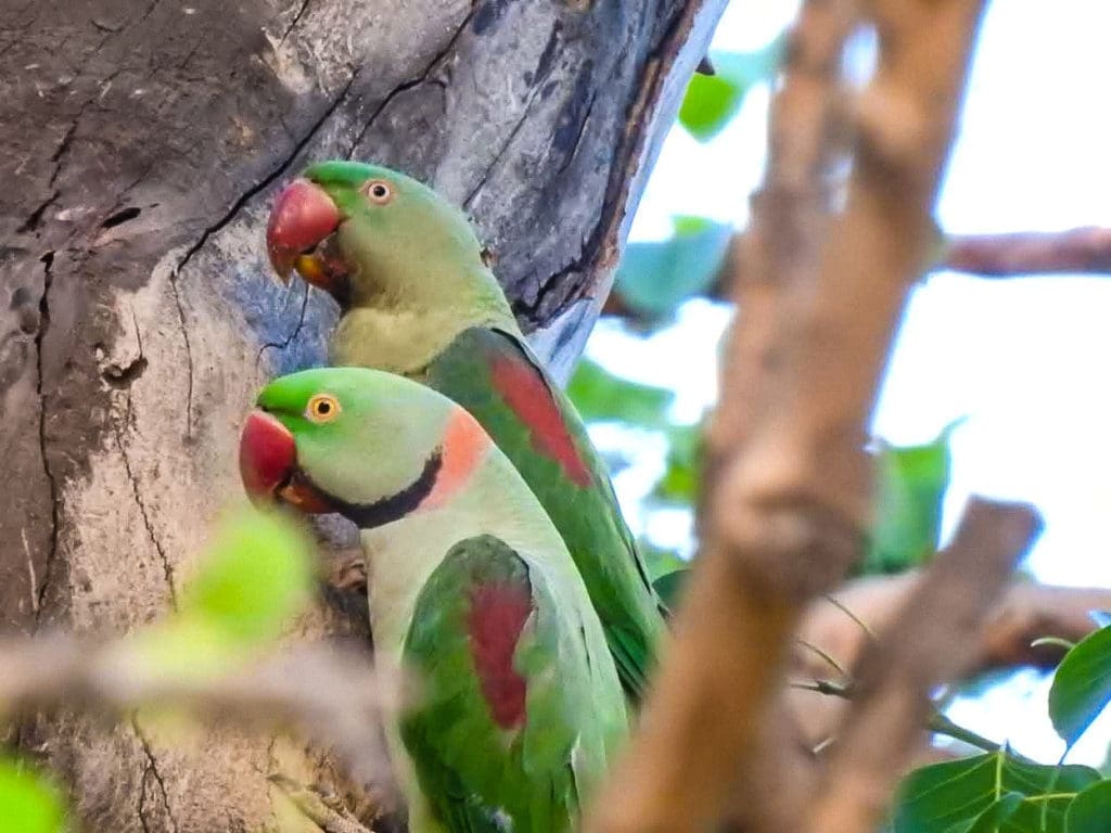 Alexandrine Parakeets at Doddanekundi Lake