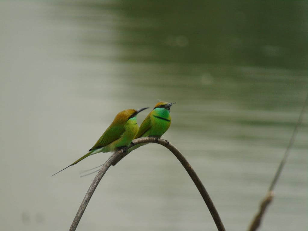 Green Bee-eaters at Doddanekundi Lake