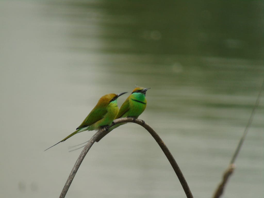 Green Bee-eaters at Doddanekundi Lake