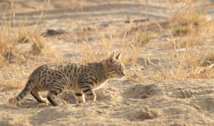 Desert Cat in Banni, Kutch