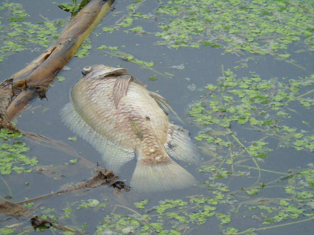 Fish kill at Doddanekundi Lake
