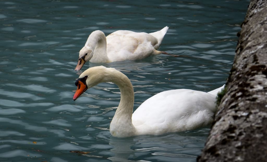 Mute Swans on Lake Brienz