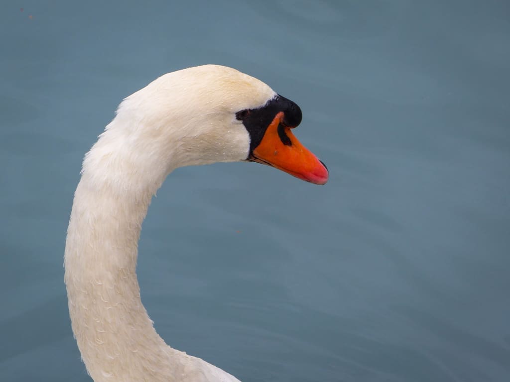Mute Swan on Lake Brienz