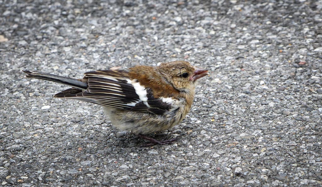 Common Chaffinch at Lake Brienz