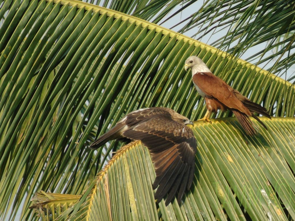 At Doddanekundi Lake, Black Kite and Brahminy Kite