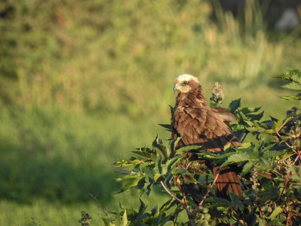 A Eurasian Marsh Harrier