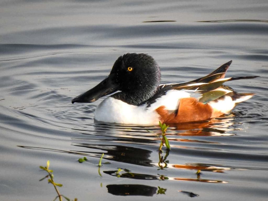 Northern Shoveller