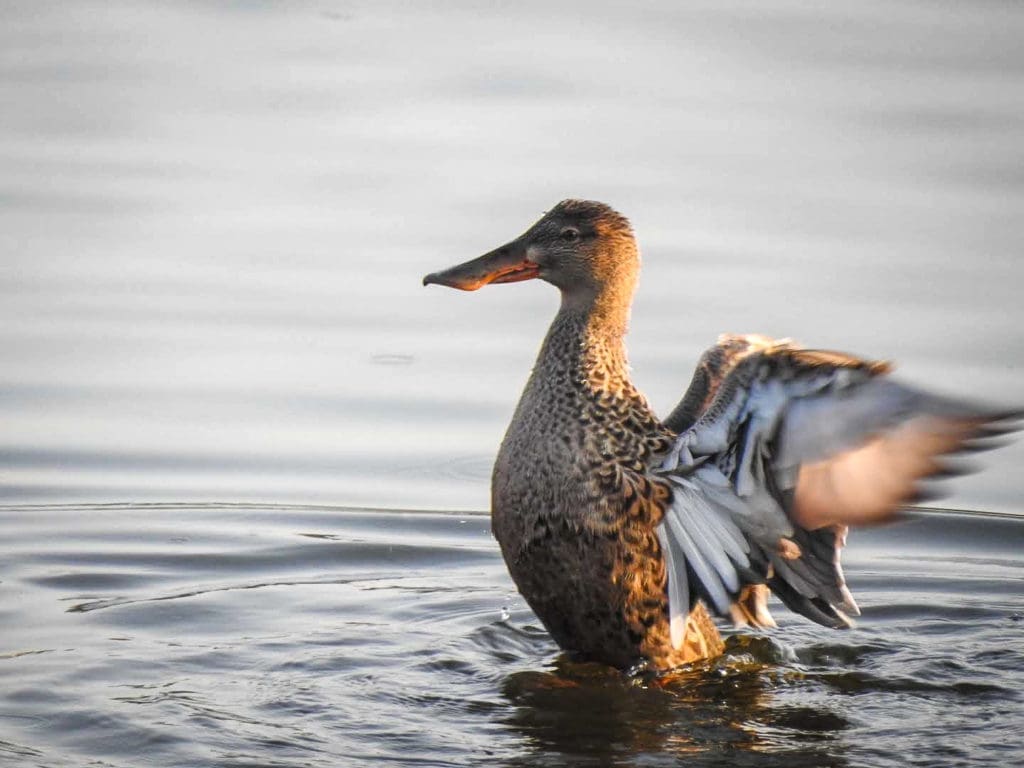 A female Northern Shoveller