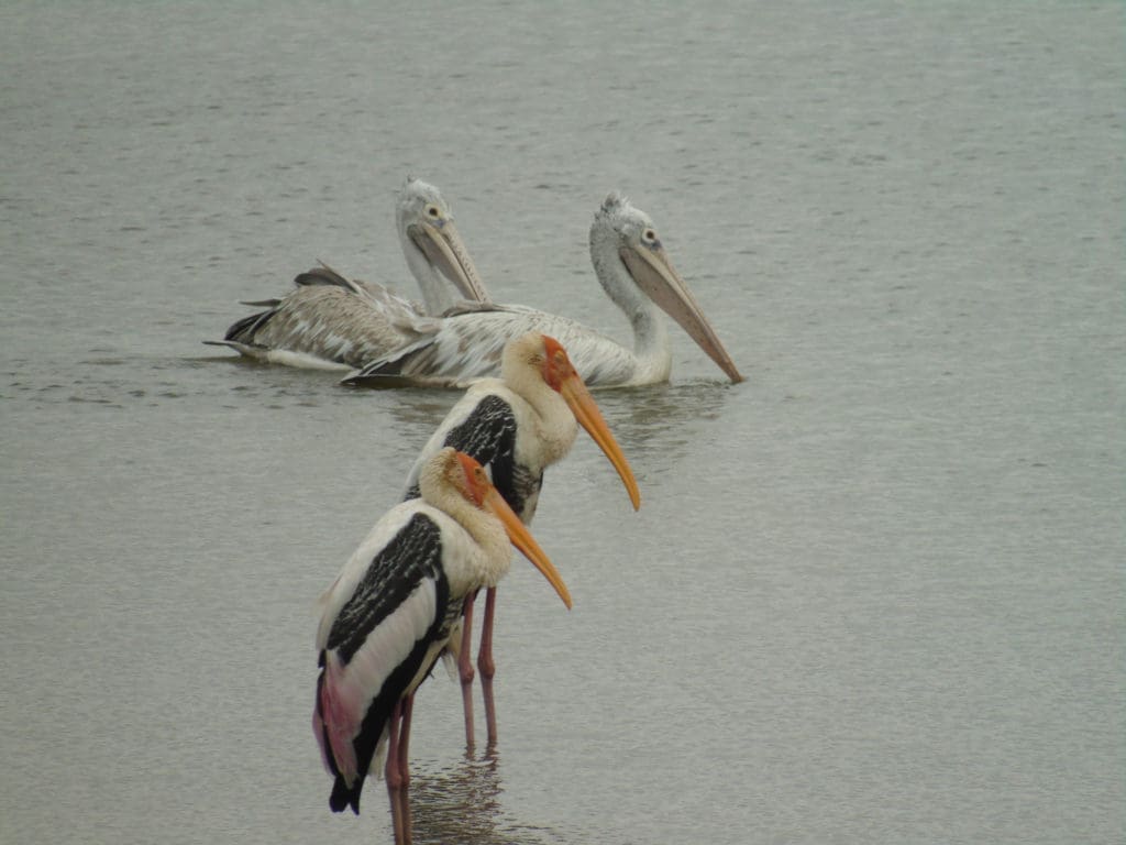 Painted Storks and Spot-billed Pelicans