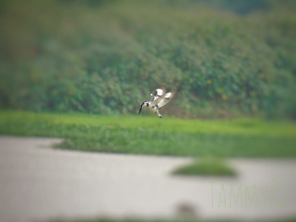 A Pied Kingfisher