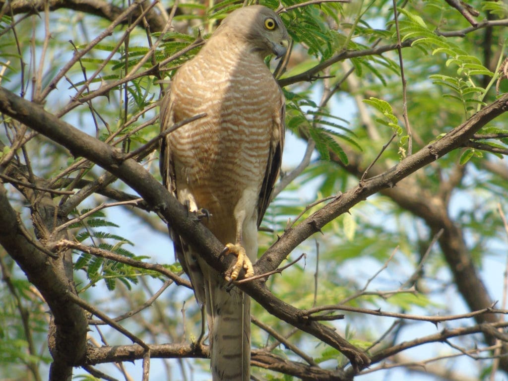 Shikra at Doddanekundi Lake