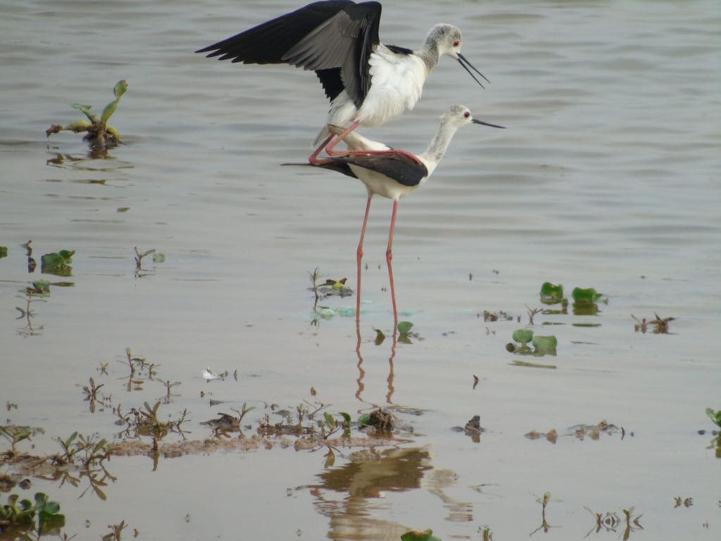 Black-winged Stilts at Doddanekundi Lake