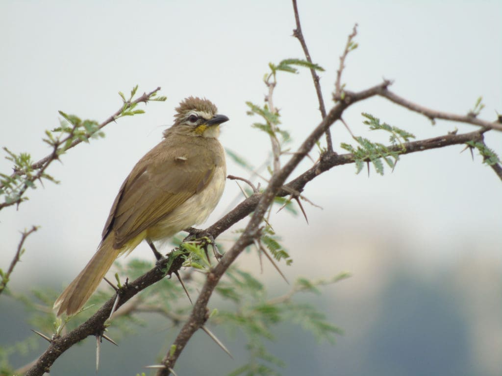 White-browed Bulbul at Doddanekundi Lake