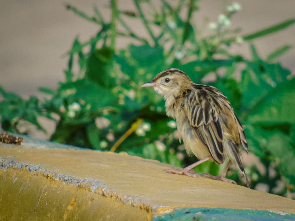 Zitting Cisticola