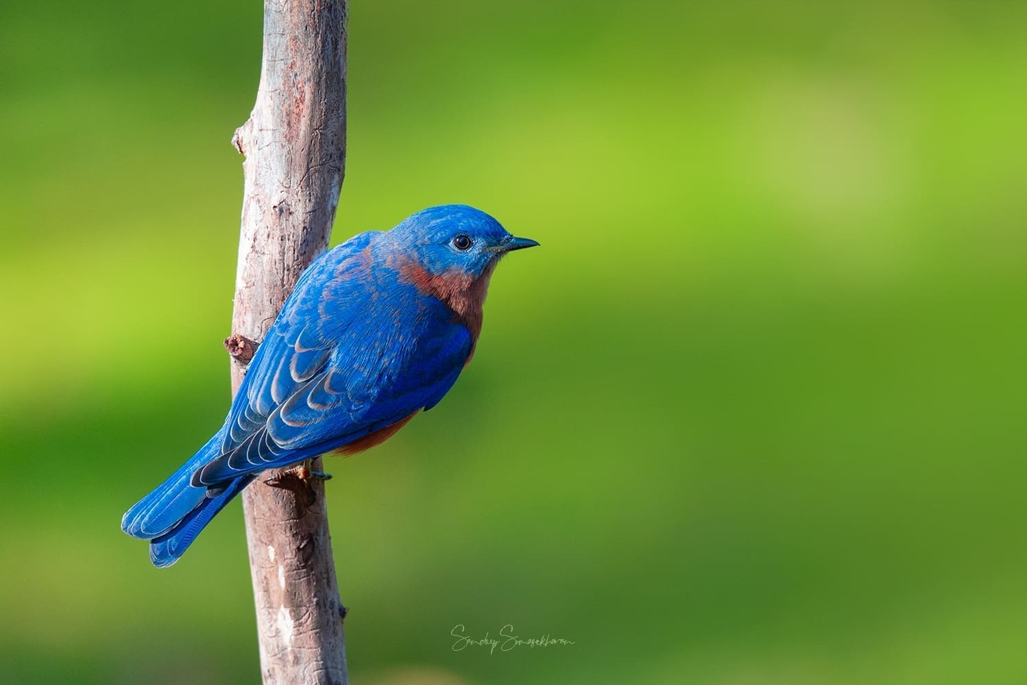 How looking out of the window saved my sanity – a quarantine birdwatching tale
